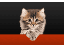 Is There a Cat Food Consultant Website?