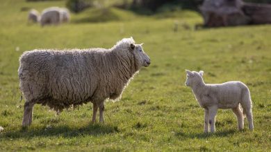 Lamb Meal in Dog Food