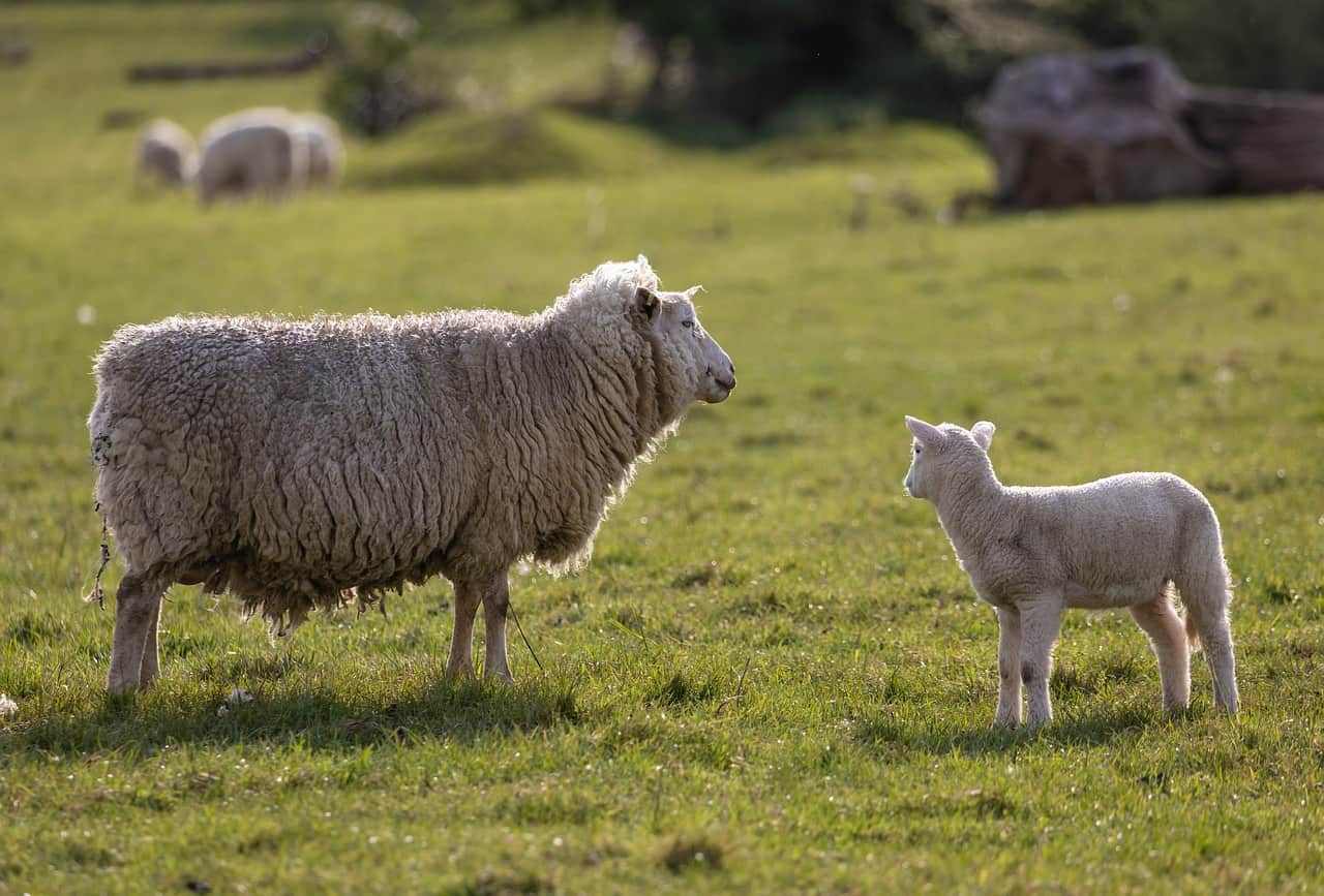 Lamb Meal in Dog Food