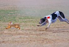 Dr. Debra M. Eldredge, DVM