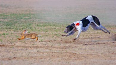 Dr. Debra M. Eldredge, DVM